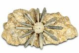 Jurassic Club Urchin (Asterocidaris) - Boulemane, Morocco #339389-1